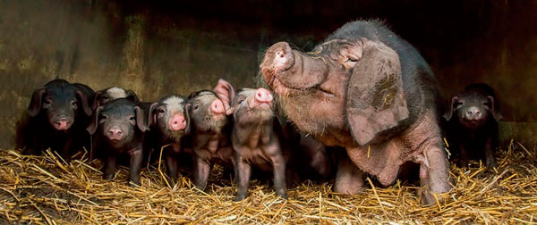 Photograph Gert Van Den Bosch The Wrinkled Ones on One Eyeland